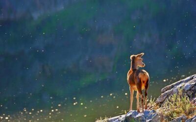 Best wildlife tours in the world