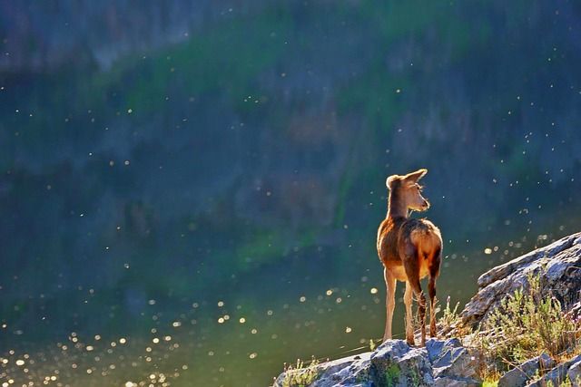 Best wildlife tours in the world